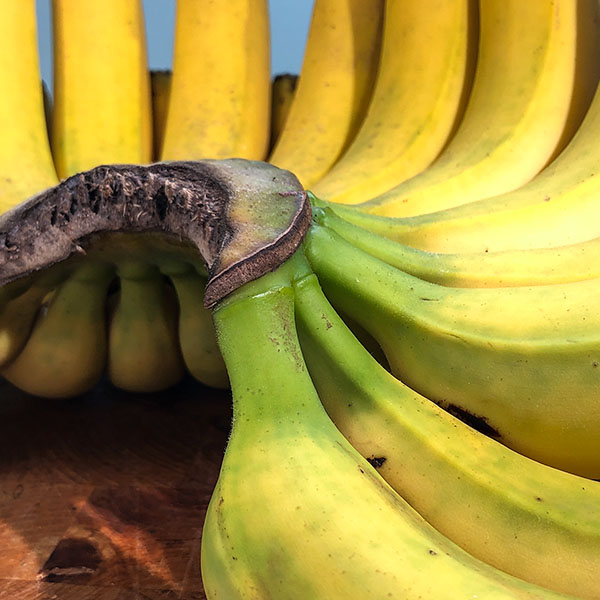 reife Bananen